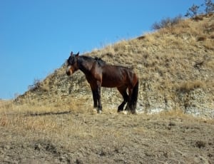 brown and black horse on hill thumbnail