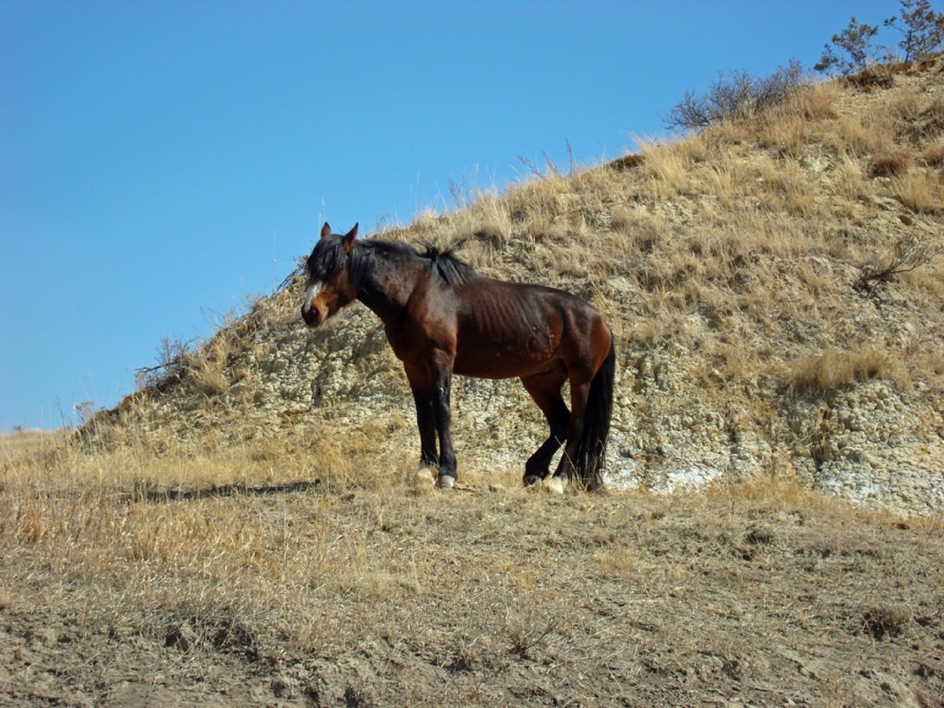 brown and black horse on hill
