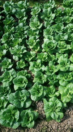 green cabbage plant thumbnail