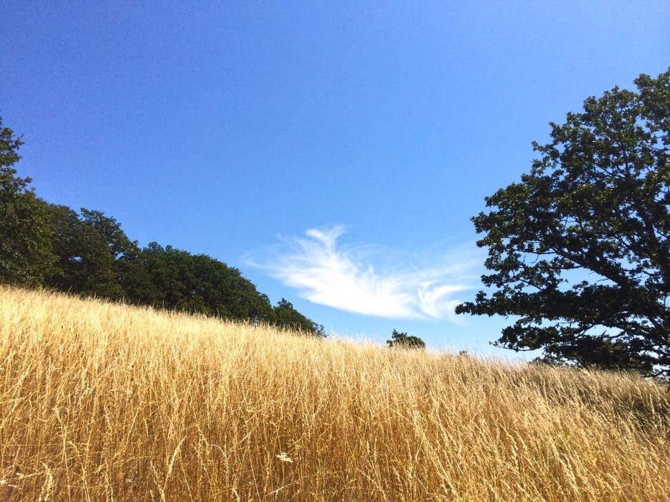 Поле низкое. Лето голубой Горизонт и трава. Low grassland. Cloud field. Near field