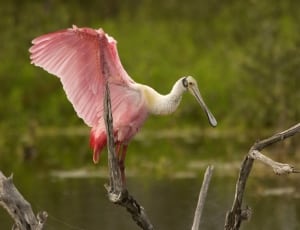 pink and white long beaked bird thumbnail