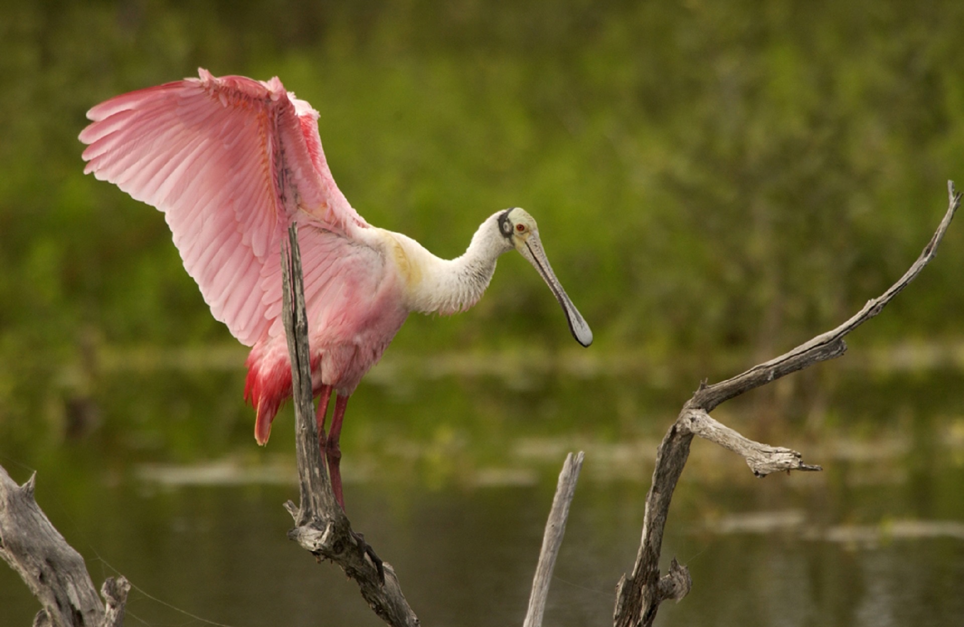 pink and white long beaked bird