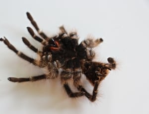 brown and black tarantula thumbnail