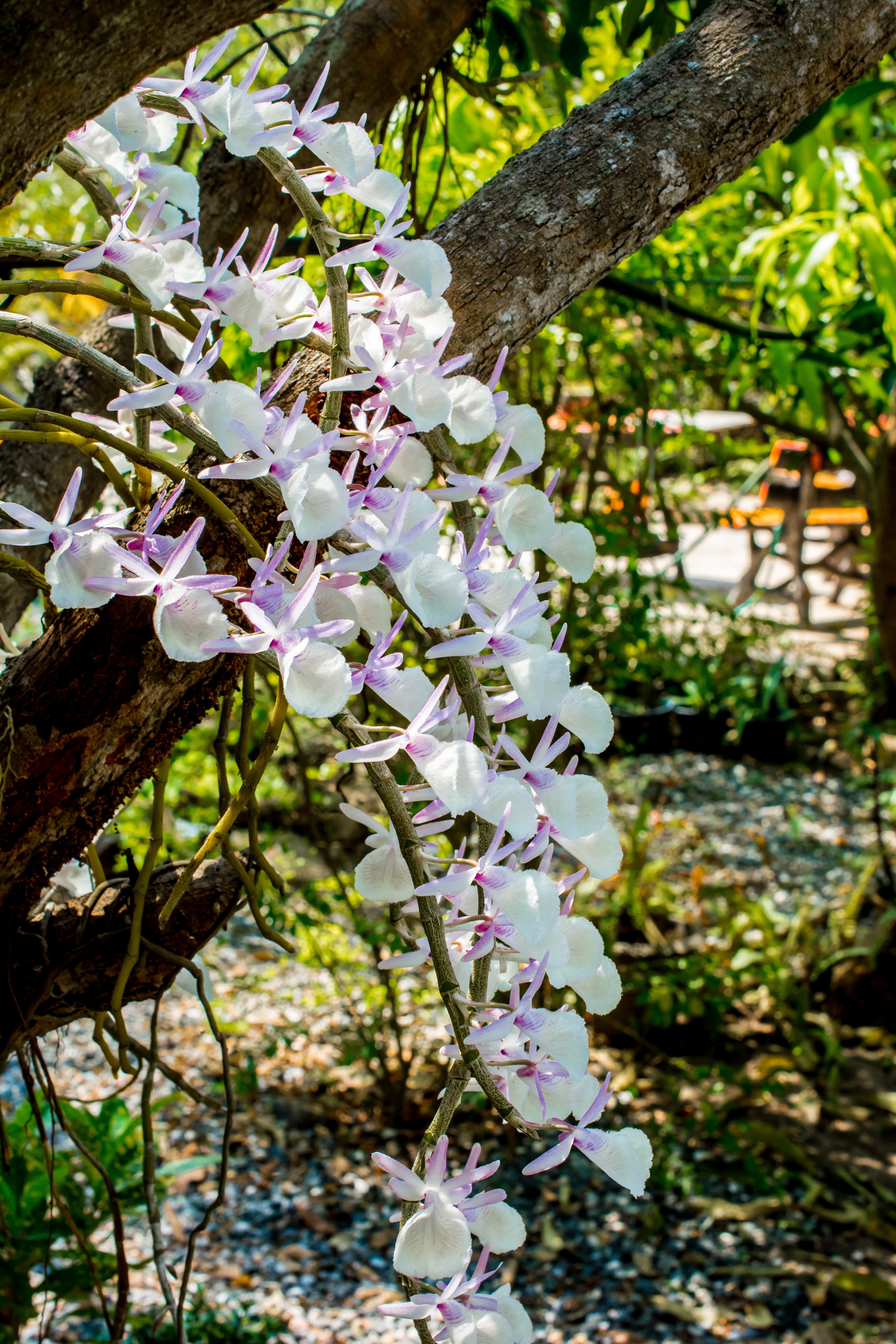 white-and-pink orchid