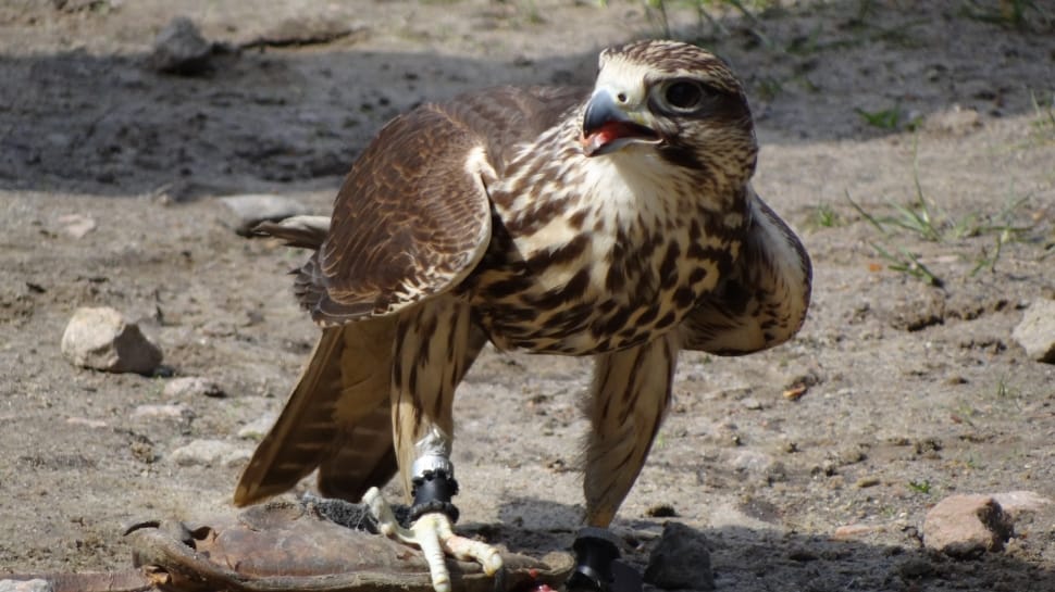 large brown beige spotted hawk bird free image | Peakpx