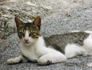 white and brown tabby cat thumbnail