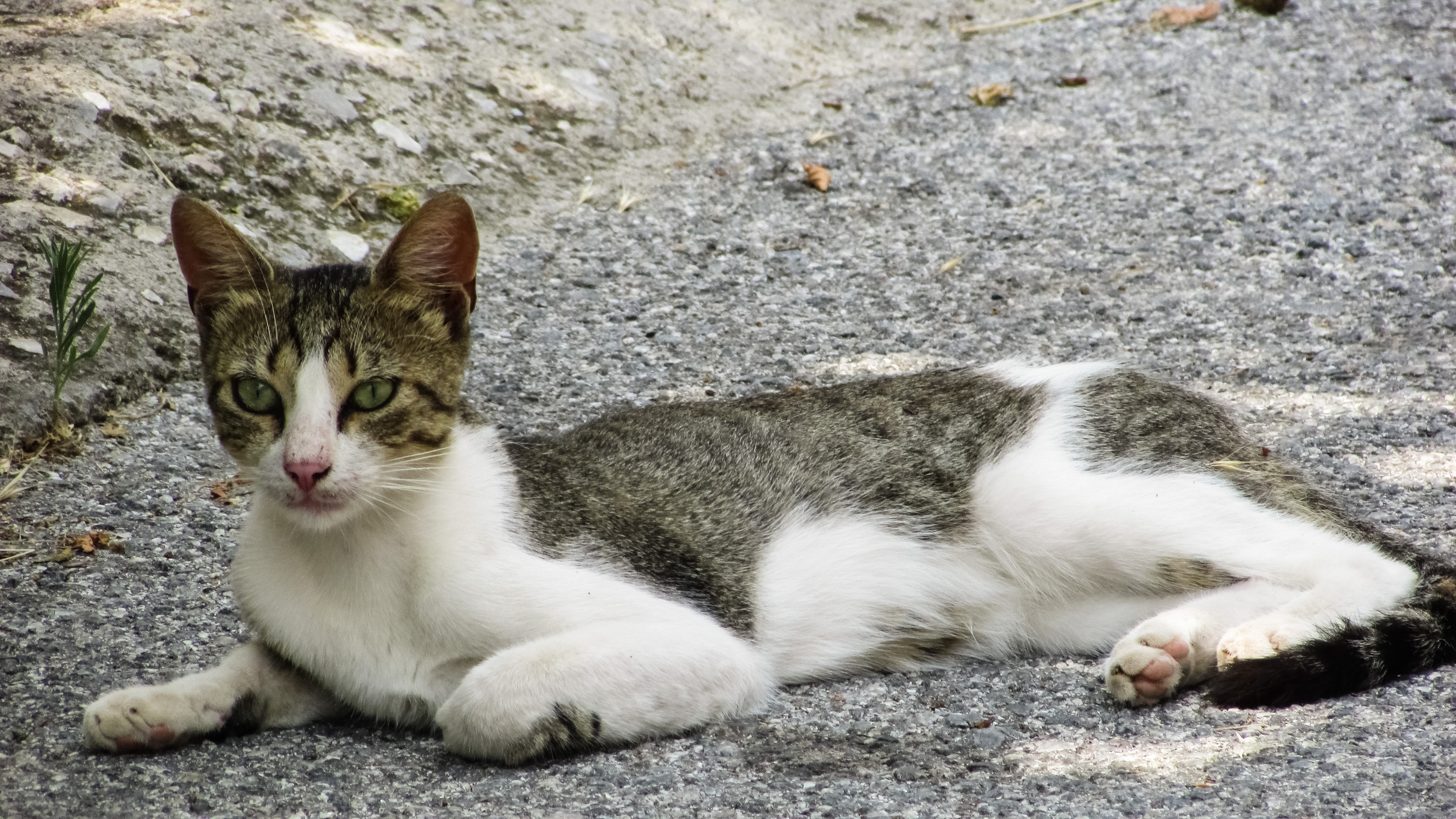 white and brown tabby cat