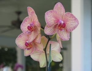 pink and blue orchid flower thumbnail