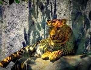 leopard lying on brown rock thumbnail