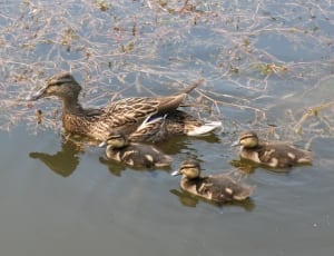 four ducks on body of water thumbnail