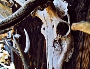 brown animal skull decor thumbnail
