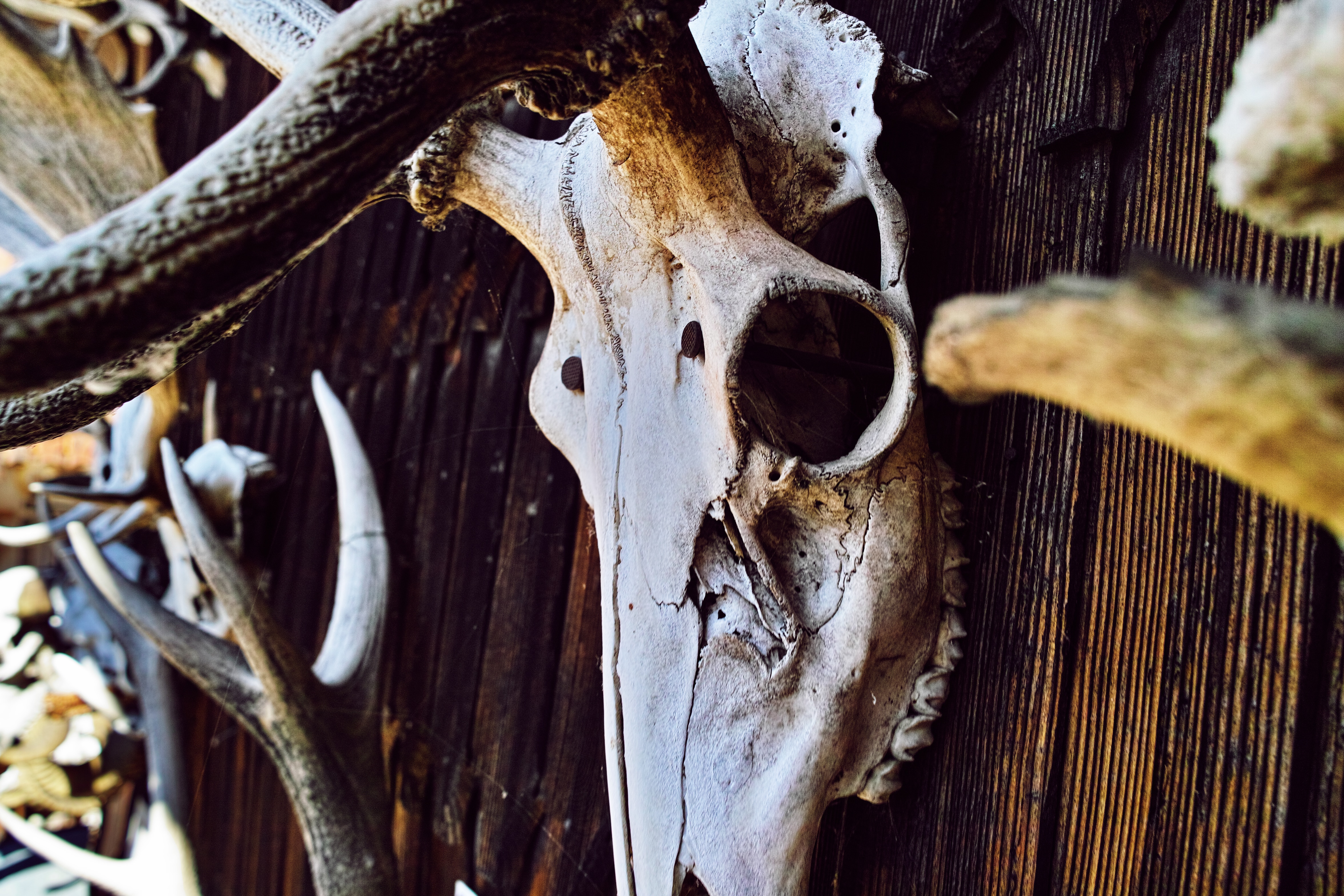 brown animal skull decor