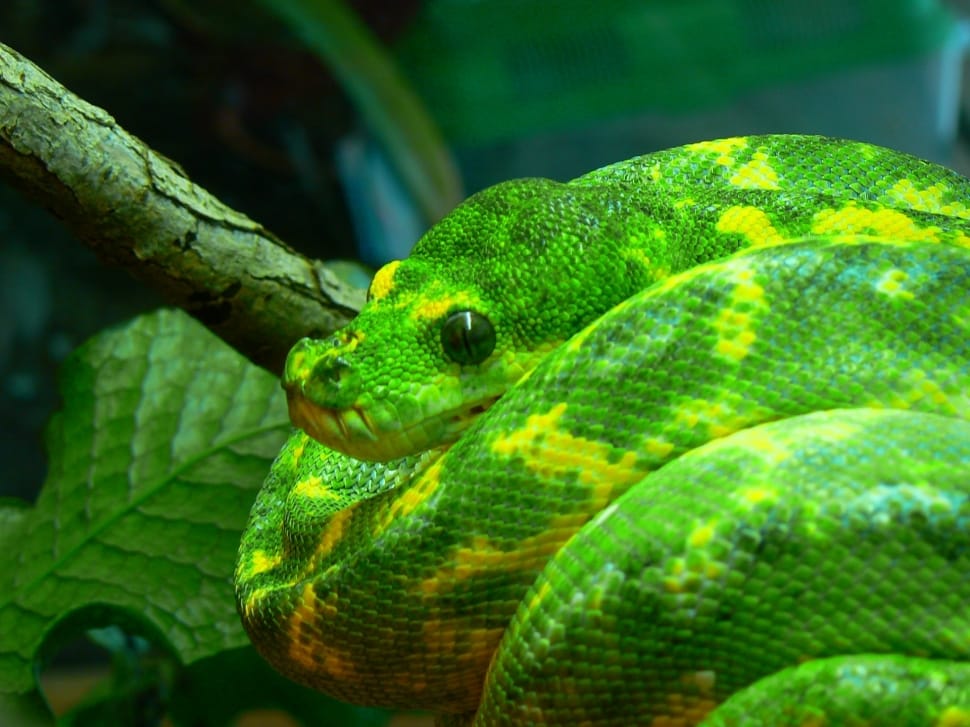 close up photo of green python on tree branch ] preview
