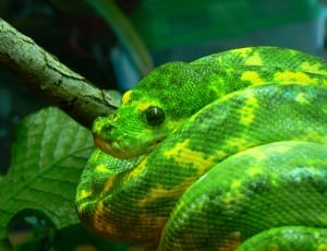 close up photo of green python on tree branch ] thumbnail