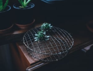 black steel rack with two green plants on top thumbnail