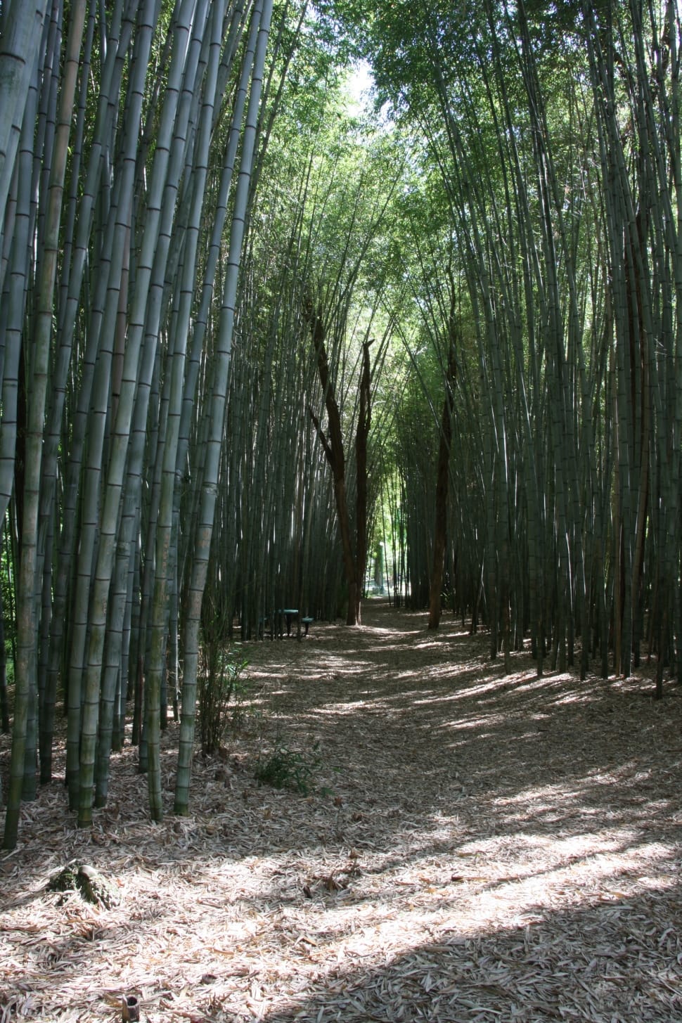 green bamboos preview