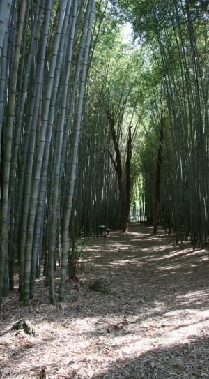 green bamboos thumbnail
