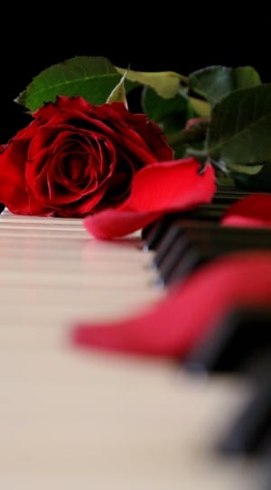 red petaled rose thumbnail