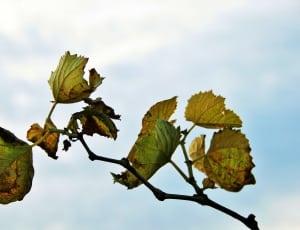 close up photo of tree leaves thumbnail
