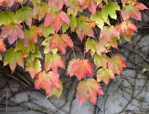 maple leaf thumbnail