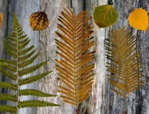 brown and green ferns thumbnail