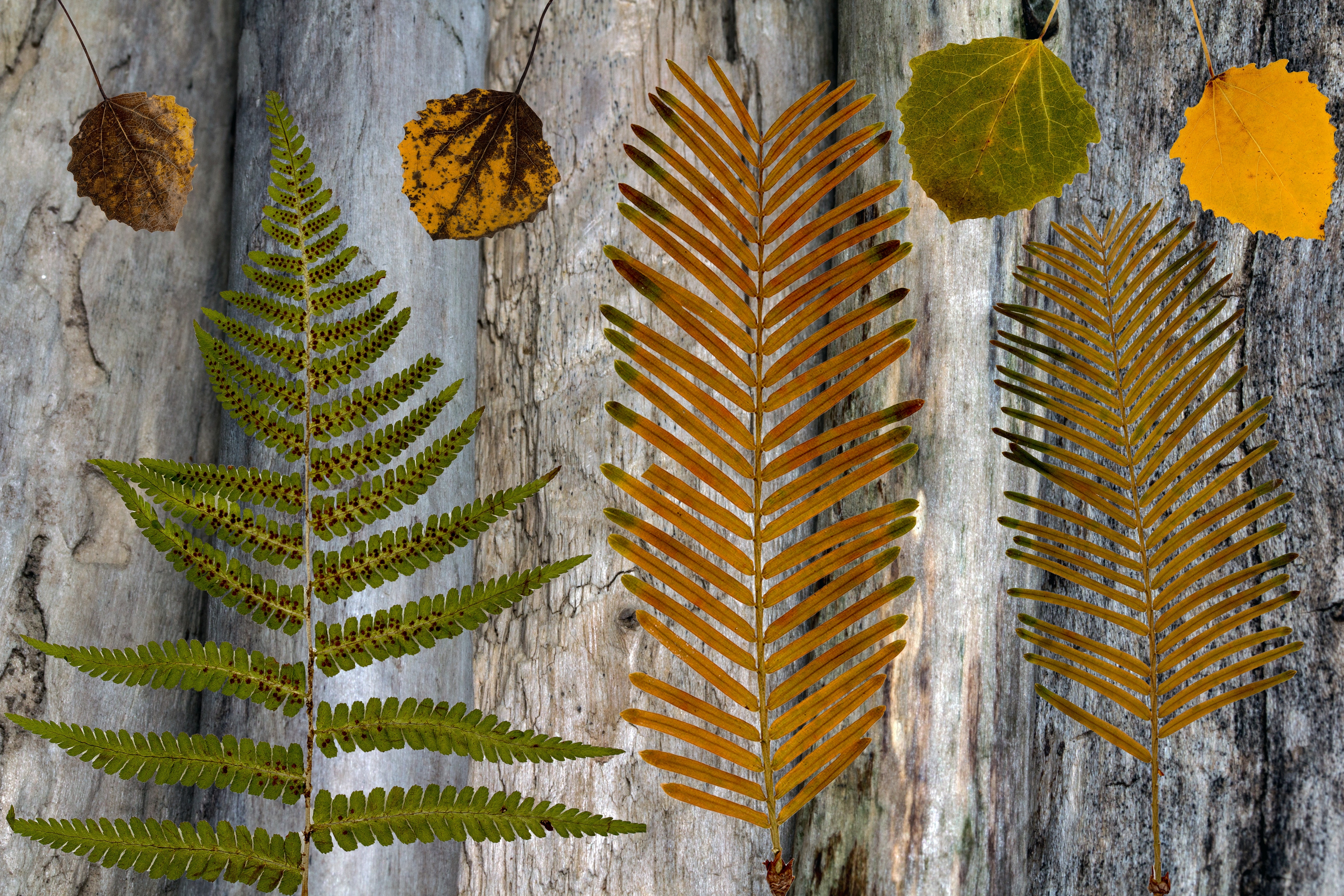 brown and green ferns