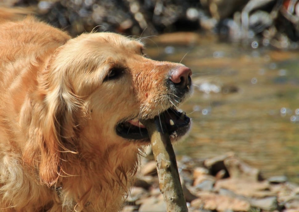 selective focus photography of dog biting tree branch preview