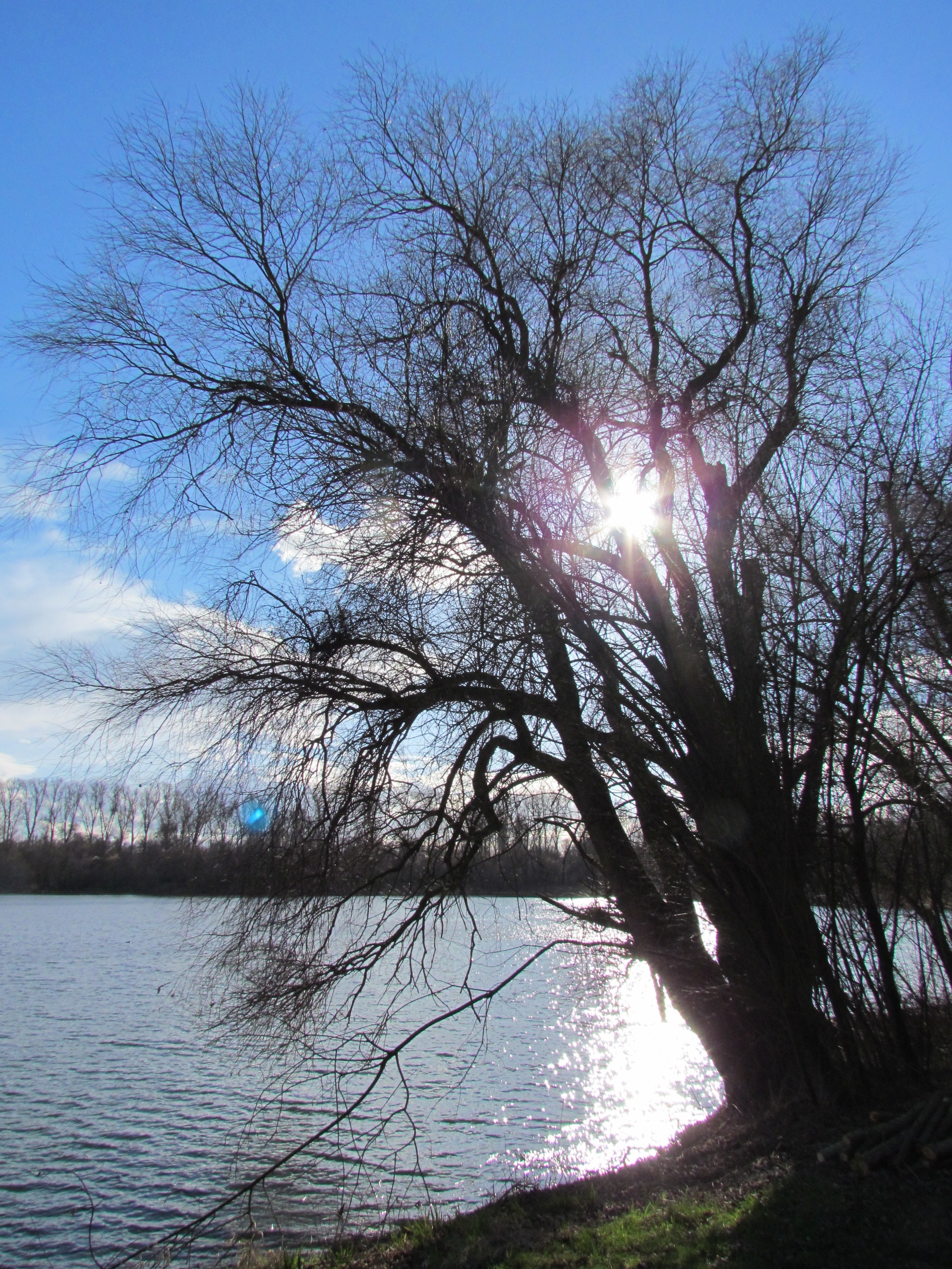 leafless tree near body of water