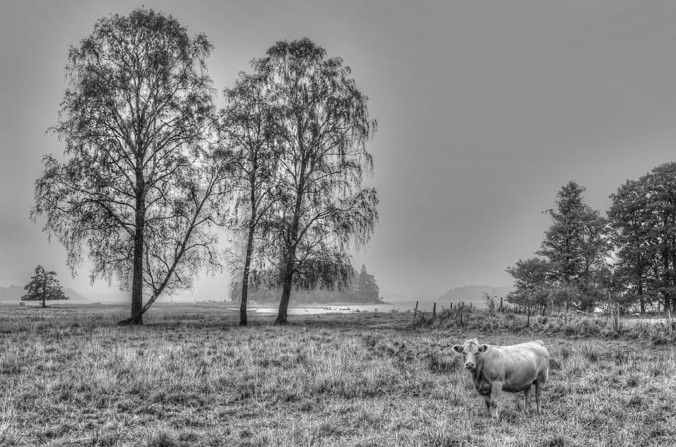 grayscale photo of animal near tree preview