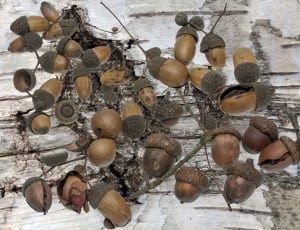 brown chestnuts thumbnail