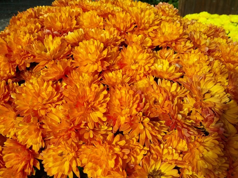 orange chrysanthemum preview