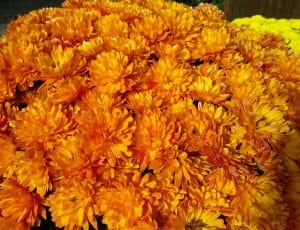 orange chrysanthemum thumbnail