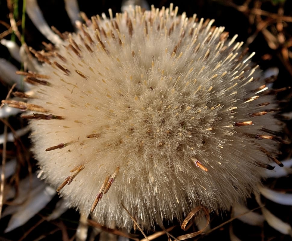 brown porcupine preview