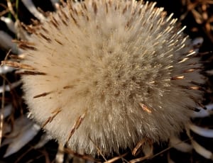 brown porcupine thumbnail
