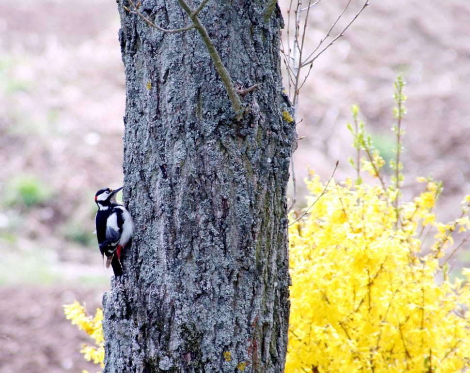 white black and red woodpecker preview