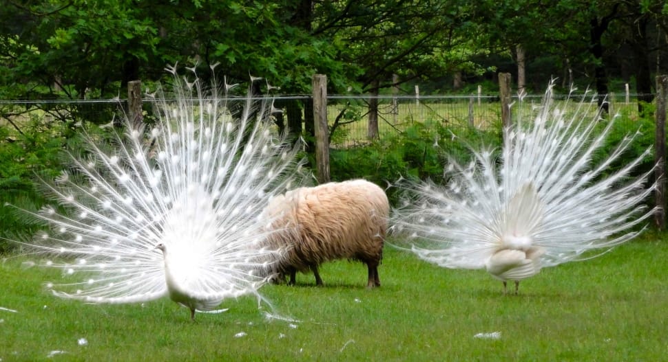 2 white peahen preview