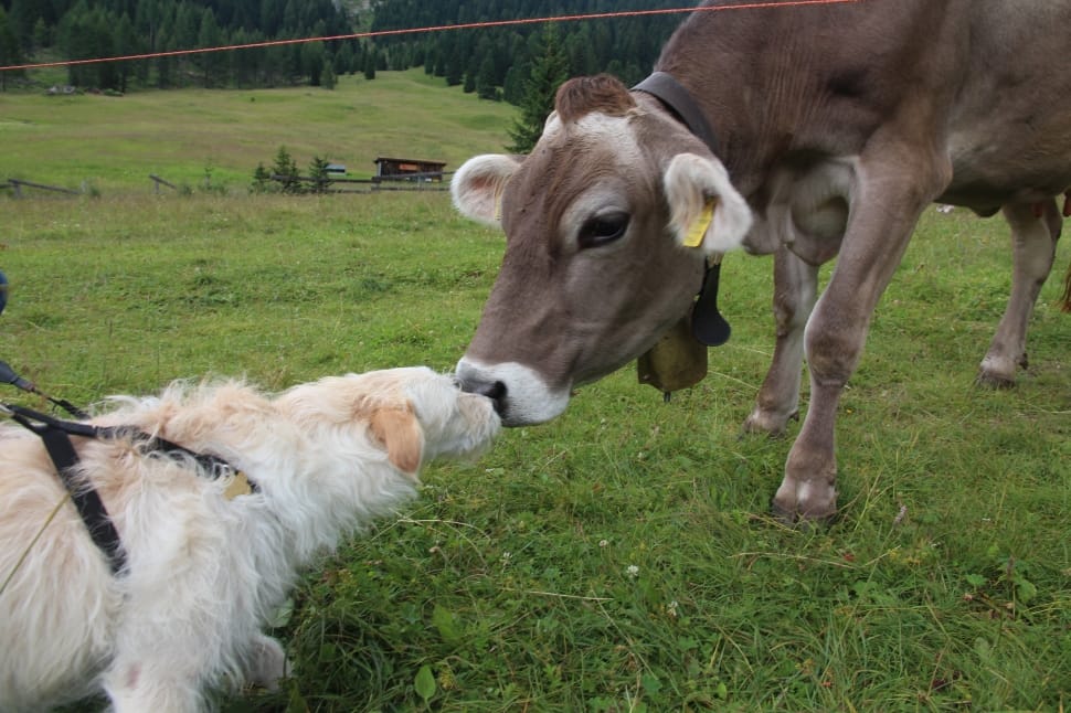 cream golden retriever and grey cattle preview