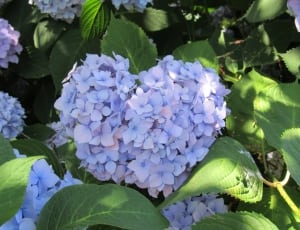 purple clustered flowers thumbnail