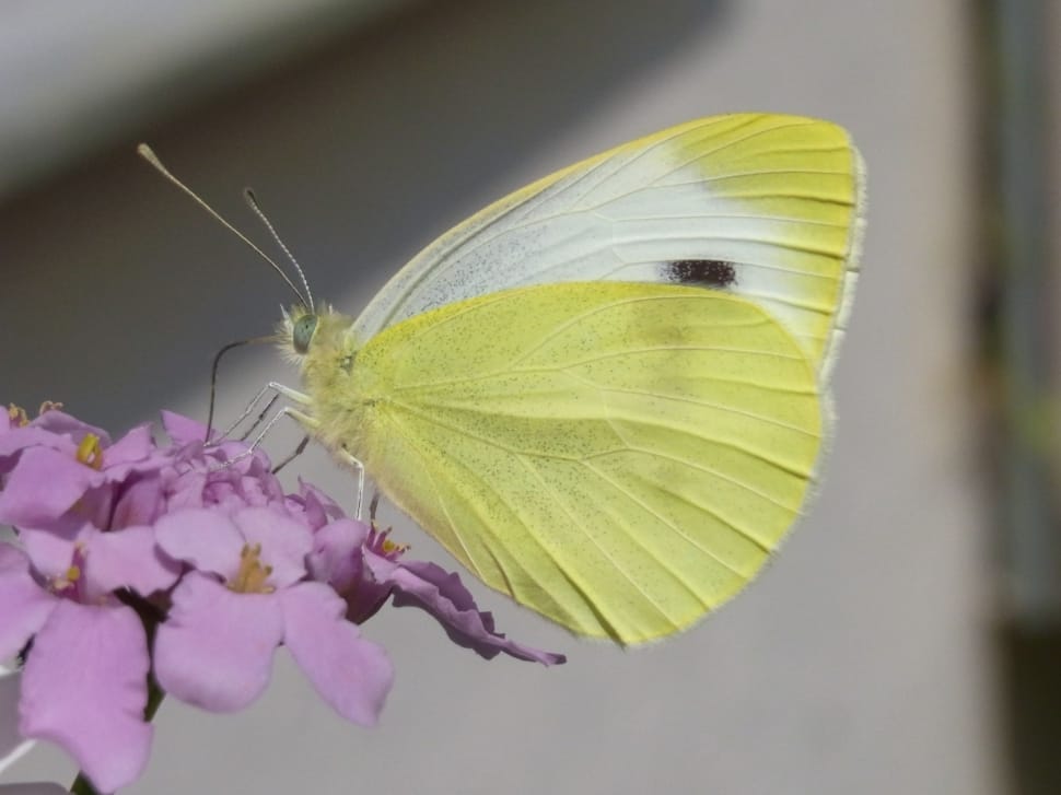 cabbage white butterfly preview