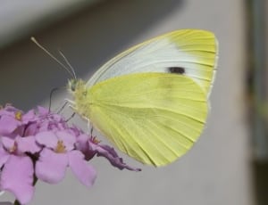 cabbage white butterfly thumbnail