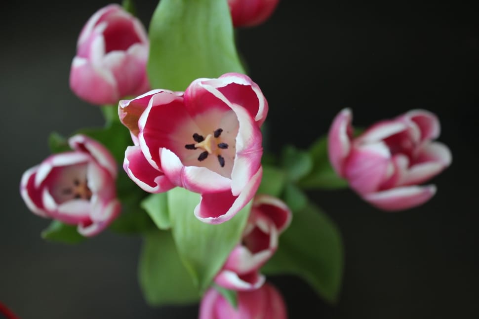 pink and white tulips preview