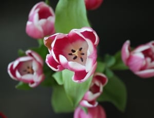 pink and white tulips thumbnail
