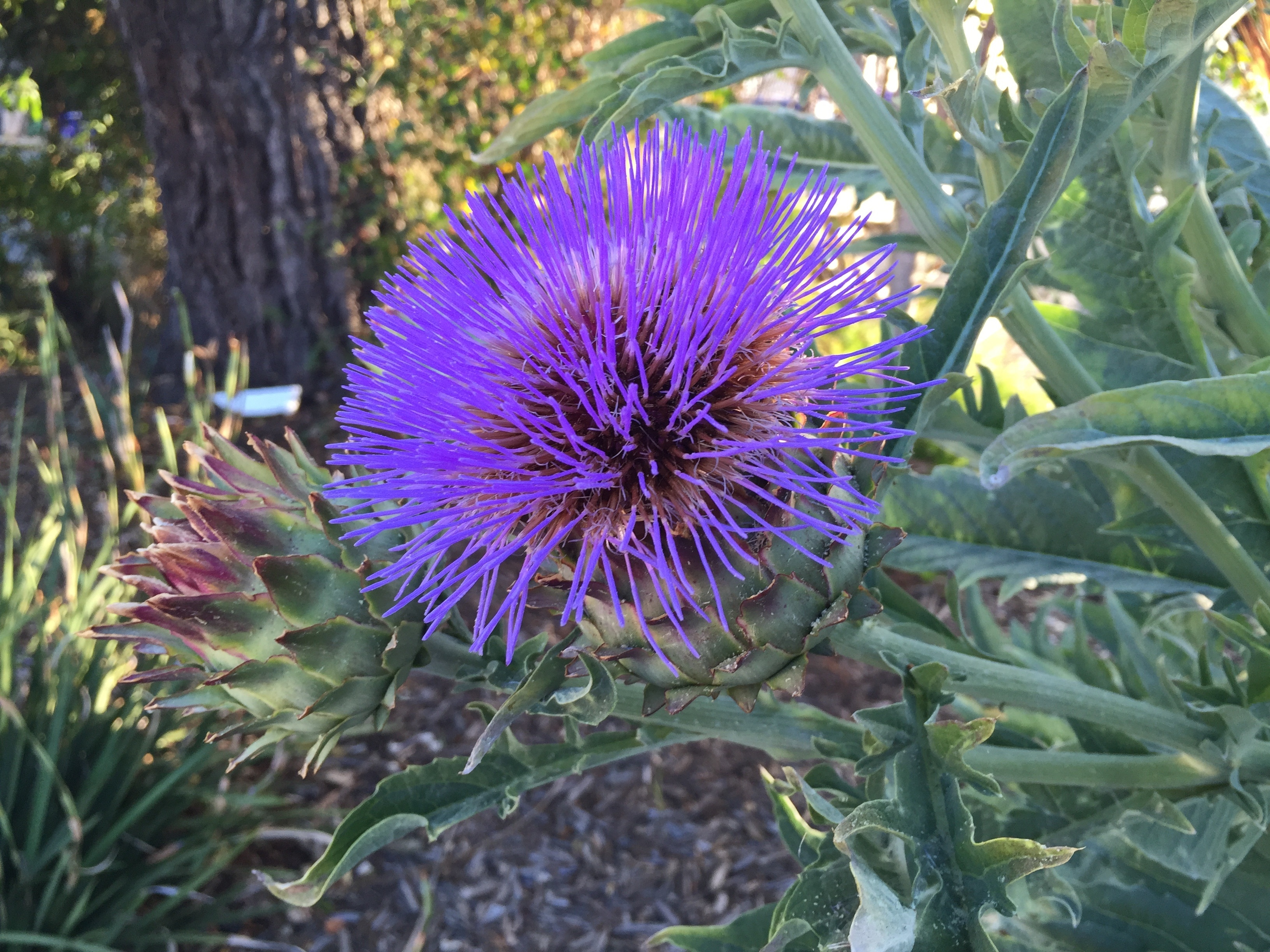 purple dense heads flower