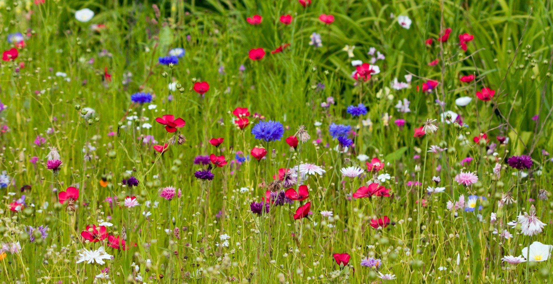 red poppies with blue cornflowers
