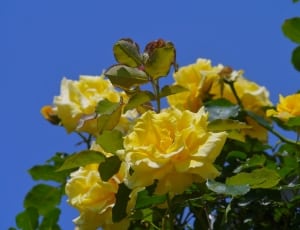 yellow rose thumbnail