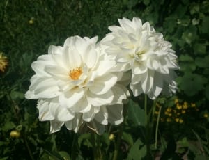 white petaled flower plant thumbnail