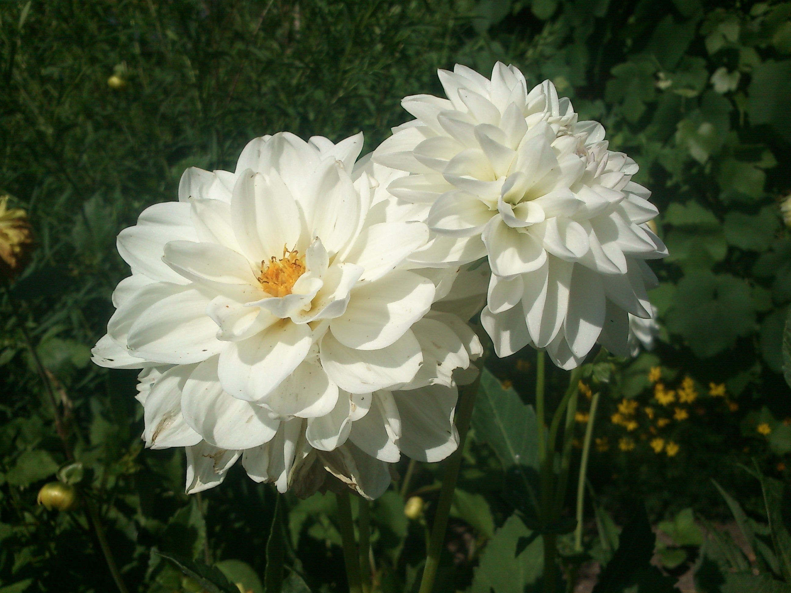 white petaled flower plant