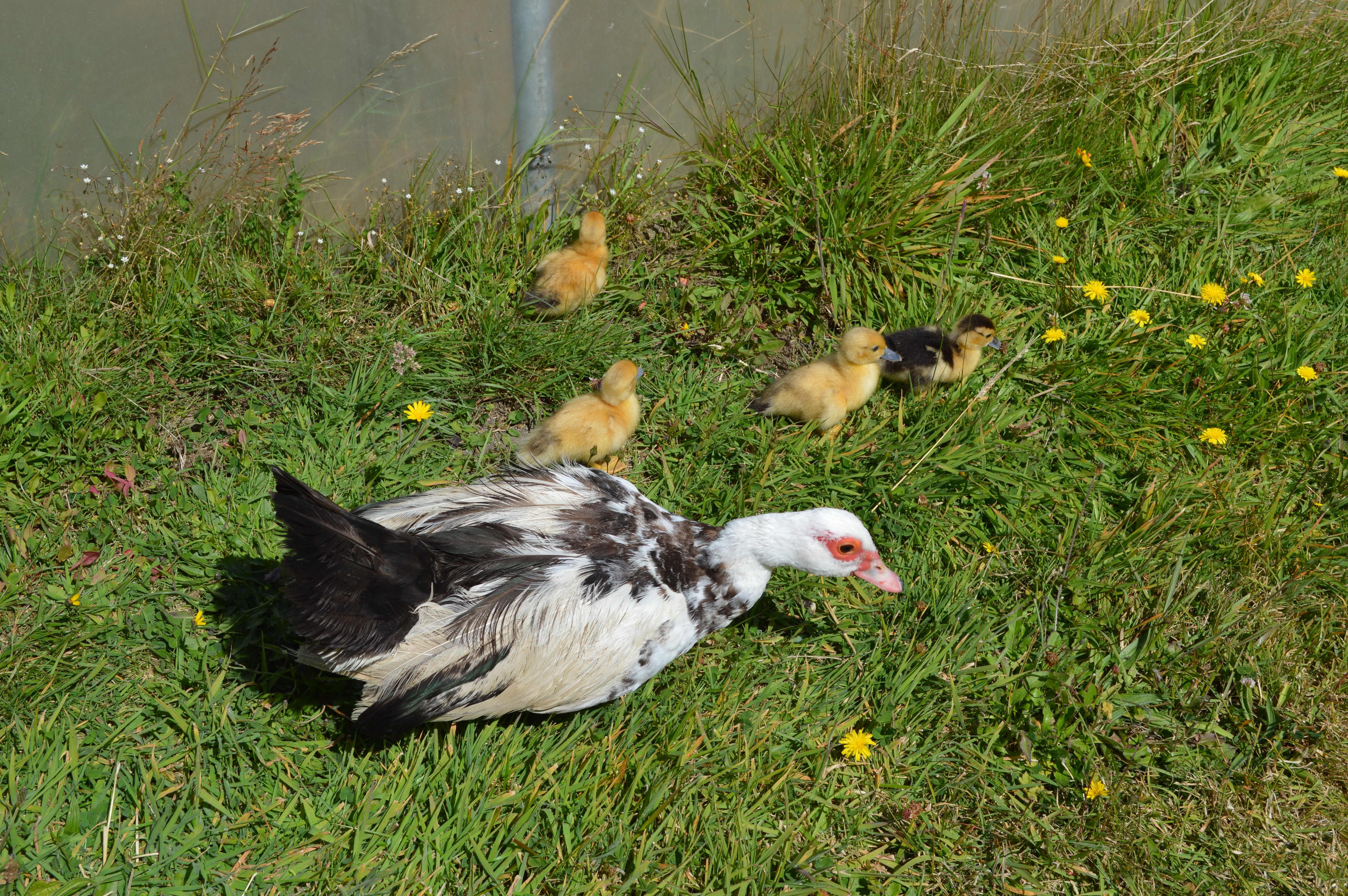 white black duck and 4 ducklings