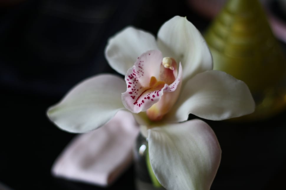 white orchid preview