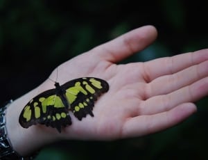 malachite butterfly thumbnail